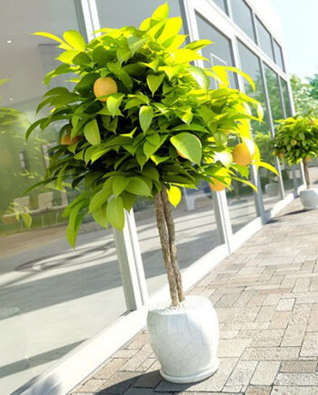 Archmodels Vol. 041 - Realistic Plants